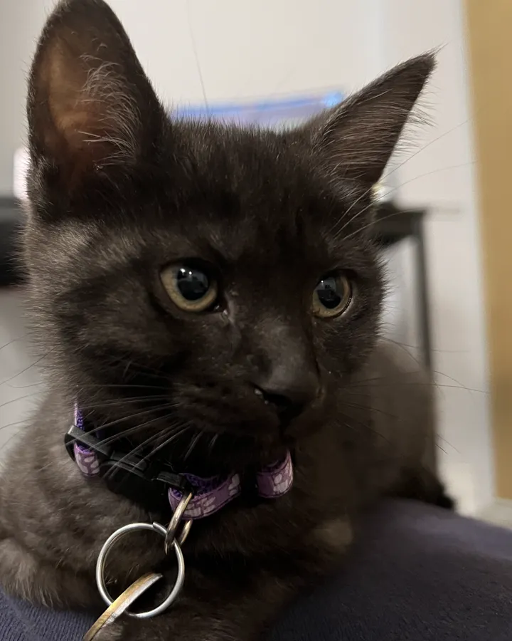 cc, my smoke-black kitten, mid-blep in a purple collar